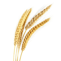 Golden wheat stalk clip art