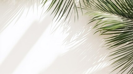 Obraz premium Soft shadows of tropical palm leaves on a white background. The concept of summer, an abstract minimalistic photo for advertising. tropical background for product advertising