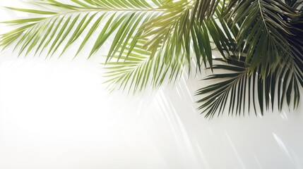 Fototapeta premium Soft shadows of tropical palm leaves on a white background. The concept of summer, an abstract minimalistic photo for advertising. tropical background for product advertising