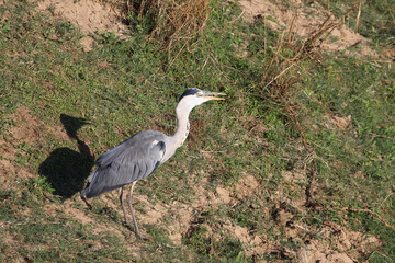 Schwarzhalsreiher / Black-headed heron / Ardea melanocephala