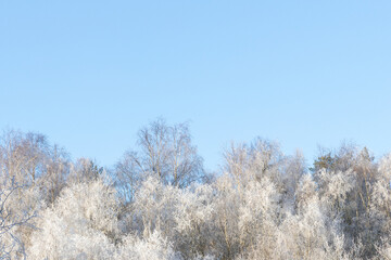 Blue sky and branches with snow and frost. Copy space for text