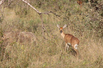Afrikanischer Steinbock / Steenbok / Raphicerus campestris