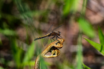 Dot-tailed Whiteface on Vegetation. 