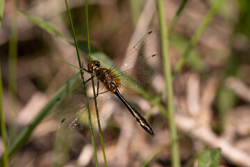 Racket-tailed Emerald. 