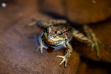 Frog in River.