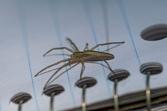 Spider on Notebook. 
