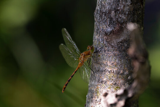 Meadowhawk on Tree.