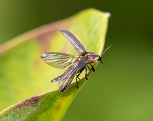 Beetle Taking off From Leaf. 