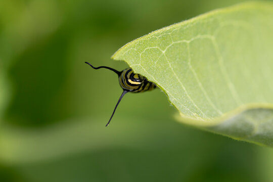 Monarch Caterpillar on Milkweed Leaf.