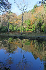 Fototapeta na wymiar Beech trees reflected in a river in Autumn