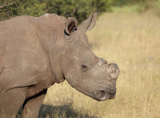 Breitmaulnashorn / Square-lipped rhinoceros / Ceratotherium simum..