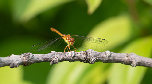 Autumn Meadowhawk on a Branch.