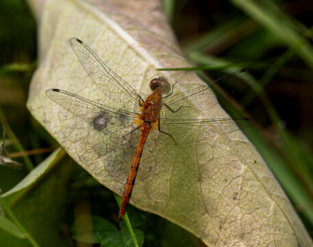 Meadowhawk on a Leaf. 