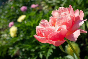 Obraz premium One pink peony on blurred garden background at the sunny day. Flower bud shot at close range for publication, design, poster, calendar, post, screensaver, wallpaper, cover. High quality photo