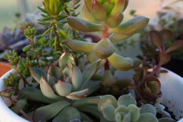 Fototapeta premium Succulent garden from echeveries, sedums, crassulas. Background from succulents for publication, poster, calendar, post, screensaver, wallpaper, postcard, banner, website. High quality photo