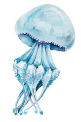 jellyfish 2