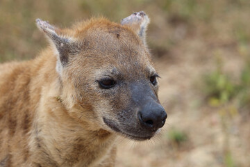 Tüpfelhyäne / Spotted hyaena / Crocuta crocuta