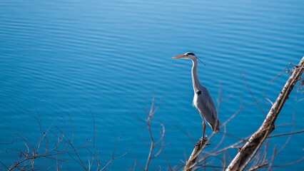 great blue heron in water
