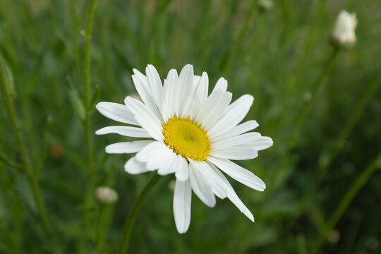 Chamomile with white petals in grass. Daisy flower on summer field for poster, calendar, post, screensaver, wallpaper, postcard, banner, cover, website. High quality photo