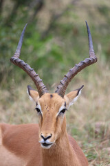 Schwarzfersenantilope / Impala / Aepyceros melampus