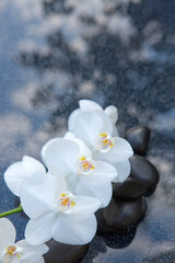 Naklejka na ściany i meble White orchid and black spa stones on the gray background.