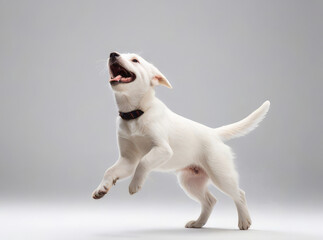 White dog stand on a light grey background and bent front paw. happy dog jumping and galloping