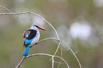Senegalliest / Woodland kingfisher / Halcyon senegalensis