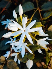 Jasminium dichotomum the Gold Coast jasmine, is a species of jasmine, in the family Oleaceae. Also known as chameli phool