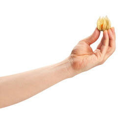 Fototapeta premium physalis in hand path isolated on white