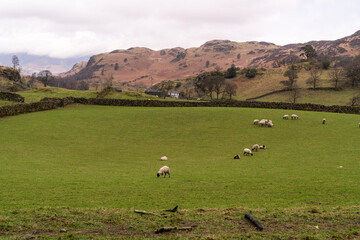 sheep in the meadows 