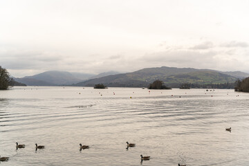 ducks on the lake