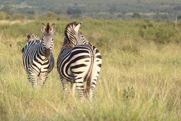 Steppenzebra / Burchell's zebra / Equus quagga burchellii