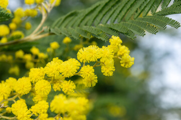 Yellow flower of the Acacia dealbata or mimosa plant. Macro or close-up with blur.