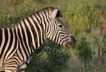 Steppenzebra / Burchell's zebra / Equus quagga burchellii