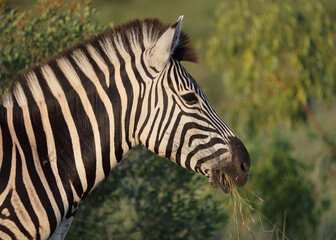 Steppenzebra / Burchell's zebra / Equus quagga burchellii