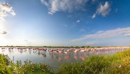group of wild greater flamingos or phoenicopterus roseus