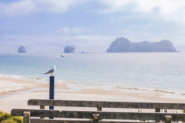 seagull on wooden fence at hahei beach in new zealand on sunny day