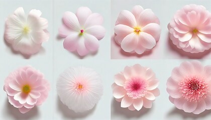 elegant collection of soft pink flower petals isolated on a background 