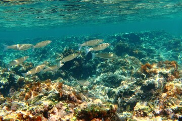 Ocean reef and stones with wildlife, underwater photography. School of fish swimming in the shallow sea. Seascape with marine life. Rocks, animals, sea surface picture.