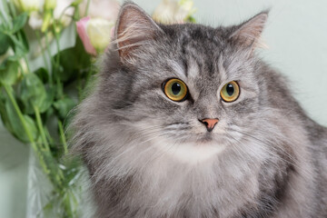 Naklejka na ściany i meble Close-up of a grey Norwegian Forest Cat