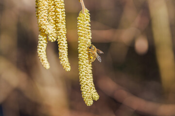 Pollination by bees earrings hazelnut. Flowering hazel hazelnut. Hazel catkins on branches