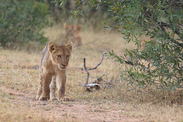 Fototapeta premium Afrikanischer Löwe / African lion / Panthera leo...
