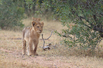 Afrikanischer Löwe / African lion / Panthera leo...