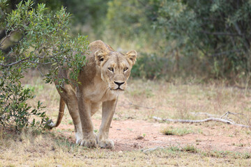 Afrikanischer Löwe / African lion / Panthera leo.