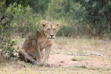 Afrikanischer Löwe / African lion / Panthera leo.