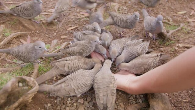 Female hand feeding birds on ground. Palm of hand with food for the zebra dove, Geopelia striata. Many Hawaiians barred ground doves biting crumbles from hand. Hungry barred doves, Oahu island Hawaii