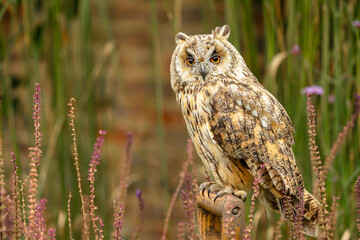 Long-eared owl, Scientific name: Asio Otus.  Close up of a long-eared owl facing forward in colourful wildlife meadow with flowers and reeds. Perched on a garden spade.  Horizontal. Space for copy.