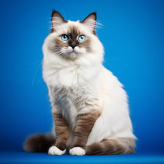 a cat sitting on a blue background
