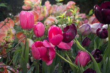 Spring background with different tulips flowers. Floral background.