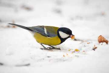 A male great tit stands on the ground with snow and holds a piece of nut in its beak. 